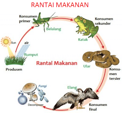 Interaksi Makhluk hidup Dalam Ekosistem